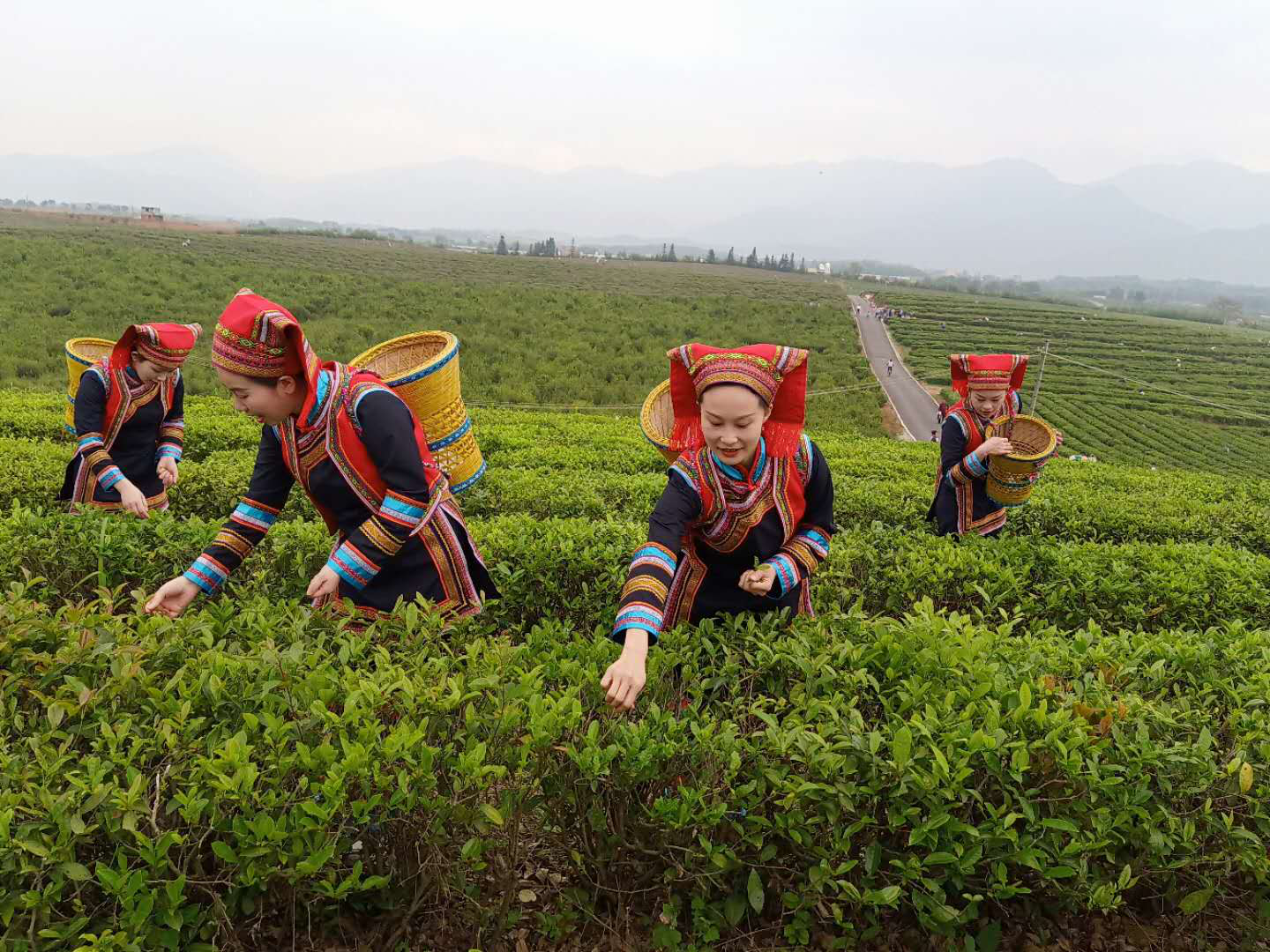 江华瑶山农产品云上俏销江华苦茶成网红