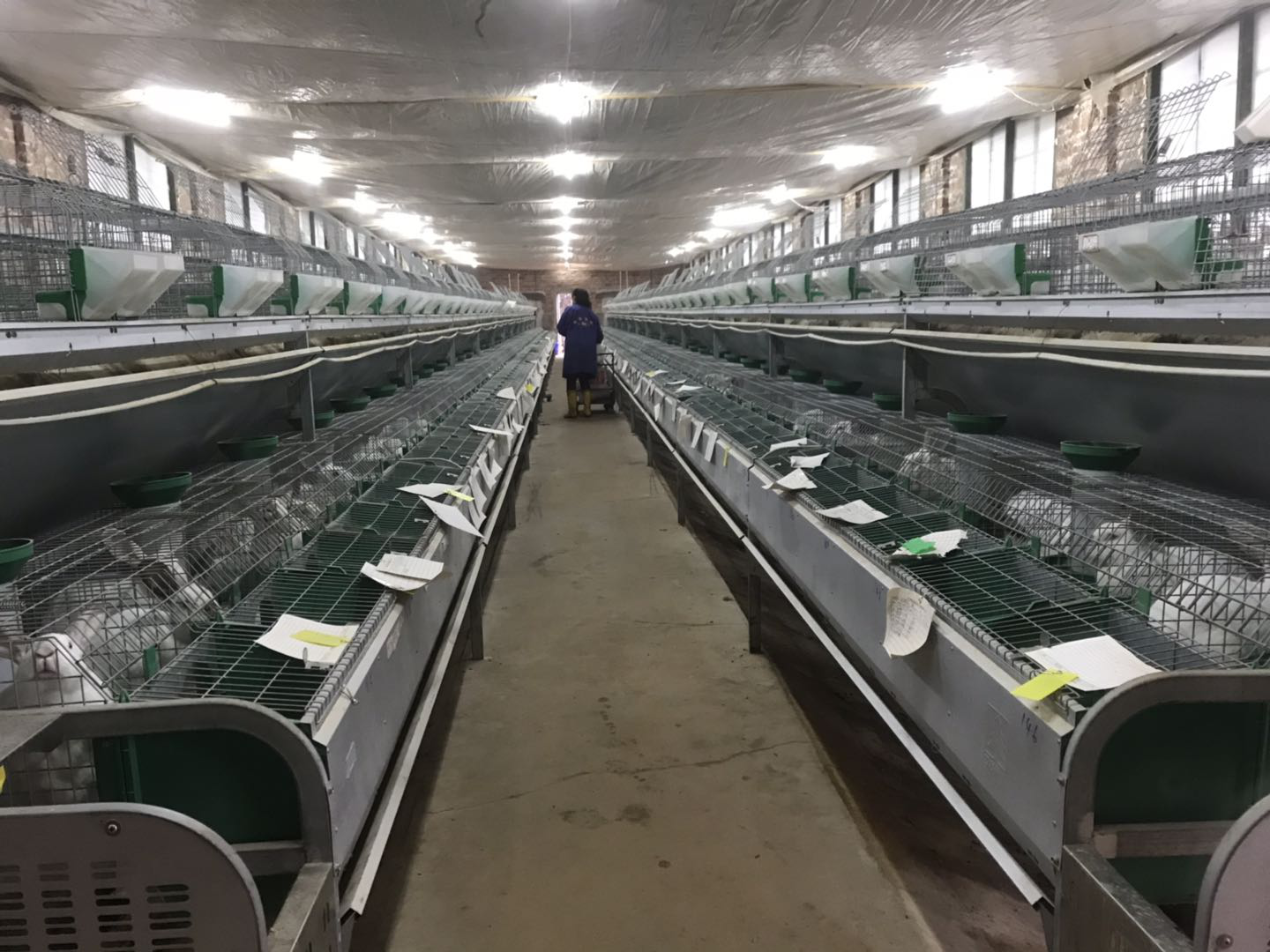 饲养员在种兔场观察,打扫兔舍